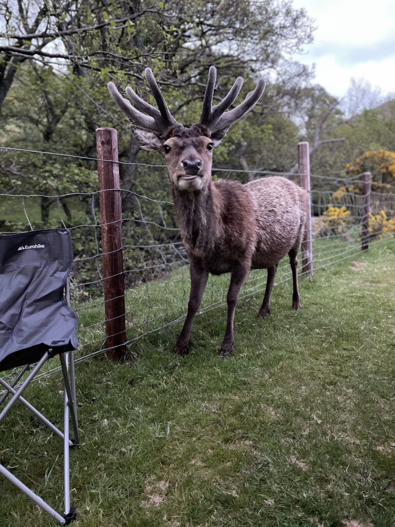 Cheeky Stag